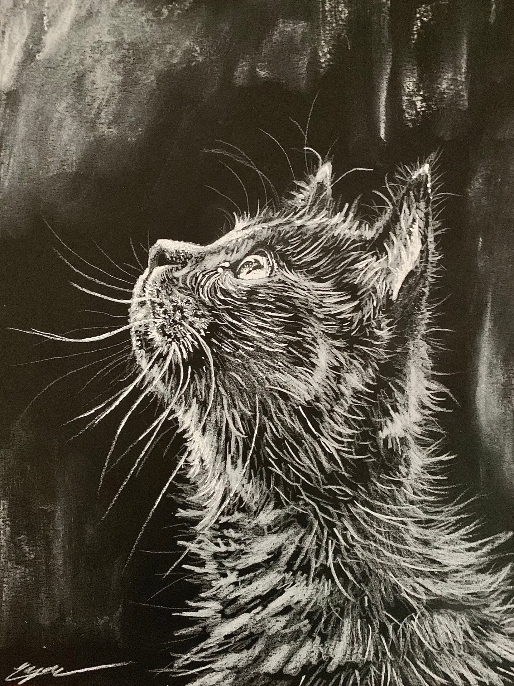 Charcoal drawing of a cat looking upward